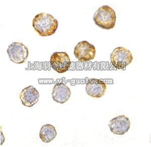 merck millipore,默克密理博,ABN308,Anti-DISC1 Antibody
