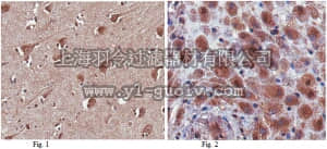 merck millipore,默克密理博,ABN309,Anti-SAPAP1 Antibody