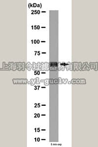 merck millipore,默克密理博,ABN30,Anti-Aromatase Antibody