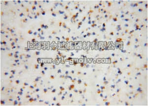 merck millipore,默克密理博,ABN310,Anti-FA2H Antibody