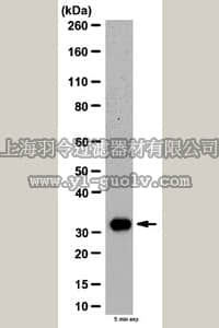 merck millipore,默克密理博,ABN31,Anti-Rhes Antibody