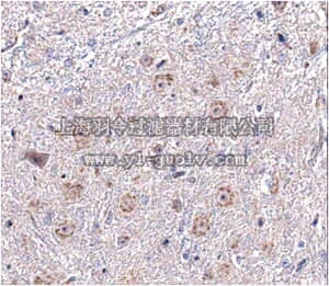 merck millipore,默克密理博,ABN325,Anti-SAPAP3 Antibody