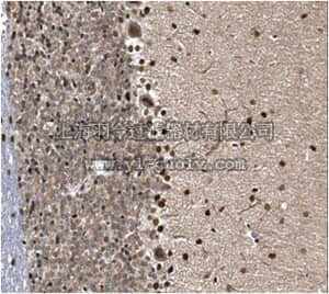merck millipore,默克密理博,ABN326,Anti-CAPS-2 Antibody