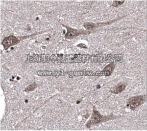 merck millipore,默克密理博,ABN327,Anti-SCRAPPER Antibody merck millipore,默克密理博,ABN327,Anti-SCRAPPER Antibody