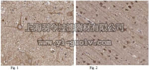 merck millipore,默克密理博,ABN329,Anti-CAPS-1 Antibody