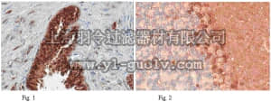 merck millipore,默克密理博,ABN32,Anti-PDE9A Antibody