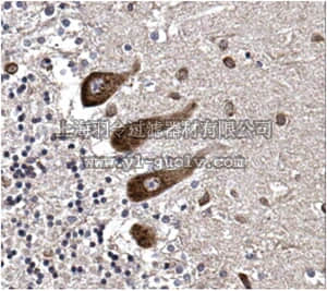 merck millipore,默克密理博,ABN332,Anti-BICD2 Antibody