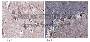 merck millipore,默克密理博,ABN333,Anti-Neurotrypsin Antibody