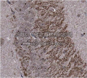 merck millipore,默克密理博,ABN334,Anti-SAPAP4 Antibody