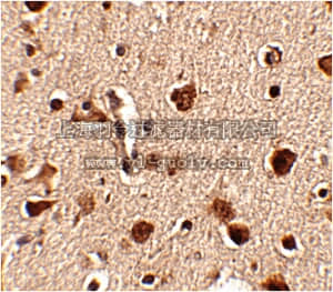 merck millipore,默克密理博,ABN338,Anti-Slitrk4 Antibody