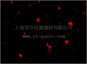 merck millipore,默克密理博,ABN341,Anti-FEZ2 Antibody