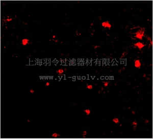 merck millipore,默克密理博,ABN342,Anti-FEZ2 Antibody