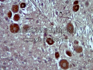 merck millipore,默克密理博,ABN34,Anti-PDE11A Antibody