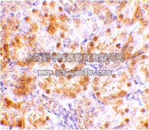 merck millipore,默克密理博,ABN352,Anti-NENF Antibody