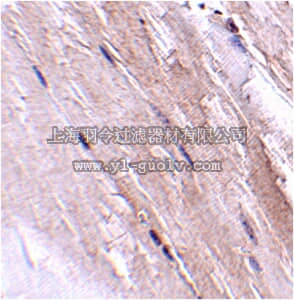 merck millipore,默克密理博,ABN354,Anti-NIPSNAP2 Antibody