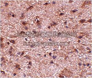 merck millipore,默克密理博,ABN355,Anti-NIPSNAP3B Antibody