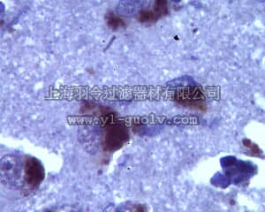 merck millipore,默克密理博,ABN35,Anti-Neurexin-1-alpha Antibody