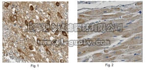 merck millipore,默克密理博,ABN360,Anti-NDUFA1 Antibody