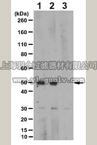 merck millipore,默克密理博,ABN374,Anti-phospho-PTEN Antibody (Thr366)