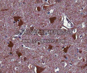merck millipore,默克密理博,ABN37,Anti-Homer1 Antibody