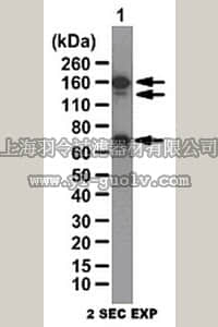 merck millipore,默克密理博,ABN39,Anti-Ceruloplasmin (CP) Antibody