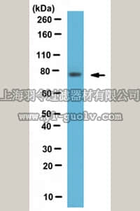 merck millipore,默克密理博,ABN402,Anti-Spartin Antibody