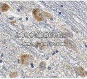 merck millipore,默克密理博,ABN403,Anti-SSBP1 Antibody