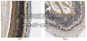 merck millipore,默克密理博,ABN405,Anti-ARL6 Antibody