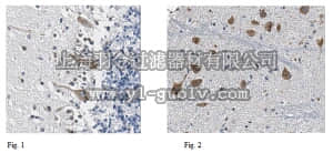 merck millipore,默克密理博,ABN407,Anti-GLUT9 Antibody