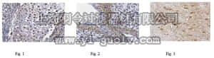 merck millipore,默克密理博,ABN409,Anti-Retinoic Acid Receptor Gamma Antibody
