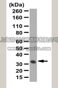 merck millipore,默克密理博,ABN411,Anti-Aquaporin-4 Antibody
