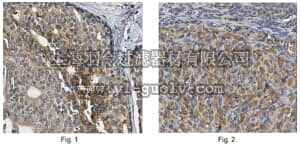 merck millipore,默克密理博,ABN413,Anti-WWOX Antibody