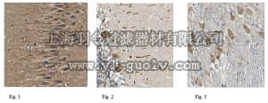 merck millipore,默克密理博,ABN414,Anti-LRRC4 Antibody