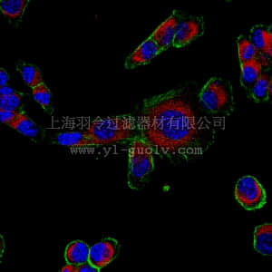 merck millipore,默克密理博,ABN41,Anti-FGF9 Antibody
