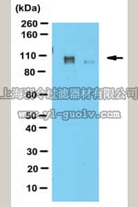 merck millipore,默克密理博,ABN425,Anti-DISC1 Antibody