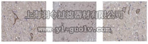 merck millipore,默克密理博,ABN428,Anti-Fezf2 Antibody