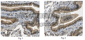 merck millipore,默克密理博,ABN42,Anti-GADD45B Antibody