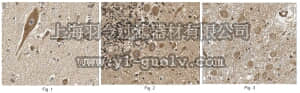 merck millipore,默克密理博,ABN442,Anti-FGF-20 Antibody