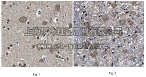 merck millipore,默克密理博,ABN444,Anti-Amyloid-like protein 1 Antibody