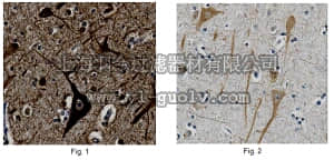 merck millipore,默克密理博,ABN446,Anti-Capicua Antibody