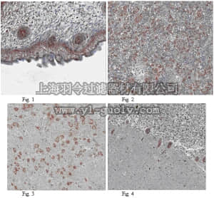 merck millipore,默克密理博,ABN44,Anti-FGF10 Antibody