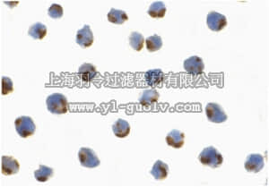 merck millipore,默克密理博,ABN464,Anti-IRE1p Antibody
