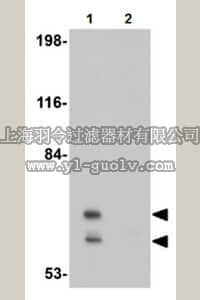 merck millipore,默克密理博,ABN465,Anti-PICALM Antibody