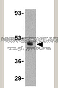 merck millipore,默克密理博,ABN467,Anti-CX3CL1 Antibody
