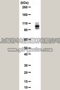 merck millipore,默克密理博,ABN46,Anti-DISC1 Antibody