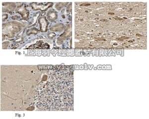 merck millipore,默克密理博,ABN470,Anti-EPAC1 Antibody