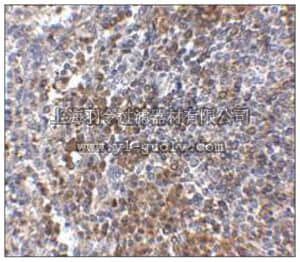merck millipore,默克密理博,ABN473,Anti-GPR Antibody3