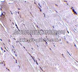merck millipore,默克密理博,ABN475,Anti-Wnt Antibody-10b