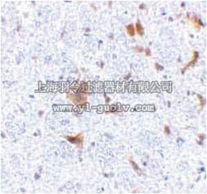 merck millipore,默克密理博,ABN478,Anti-LFG Antibody