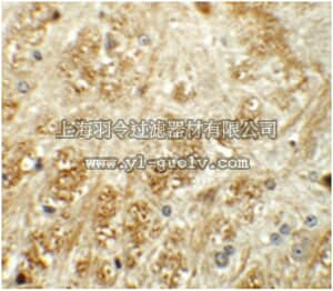 merck millipore,默克密理博,ABN479,Anti-ATP2C1 Antibody
